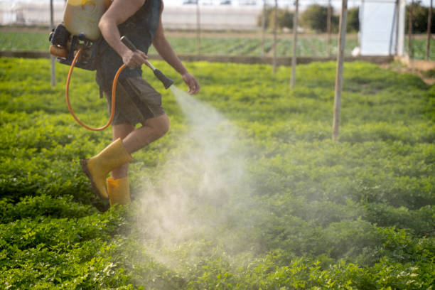 Best Affordable Pest Control Services  in Romulus, MI