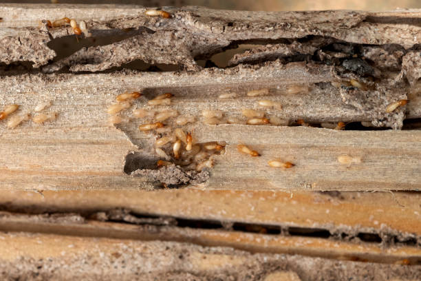 Best Wasp Removal Services  in Romulus, MI
