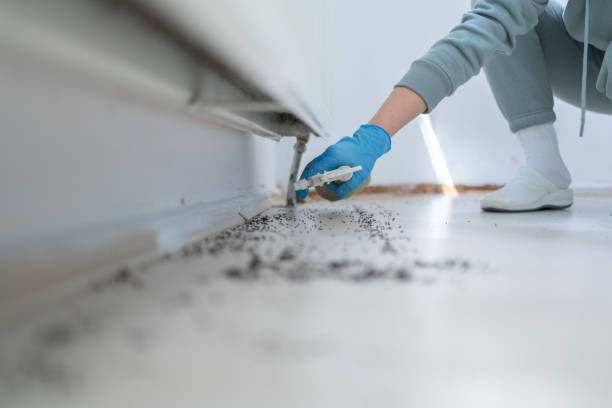Best Local Pest Control Services  in Romulus, MI